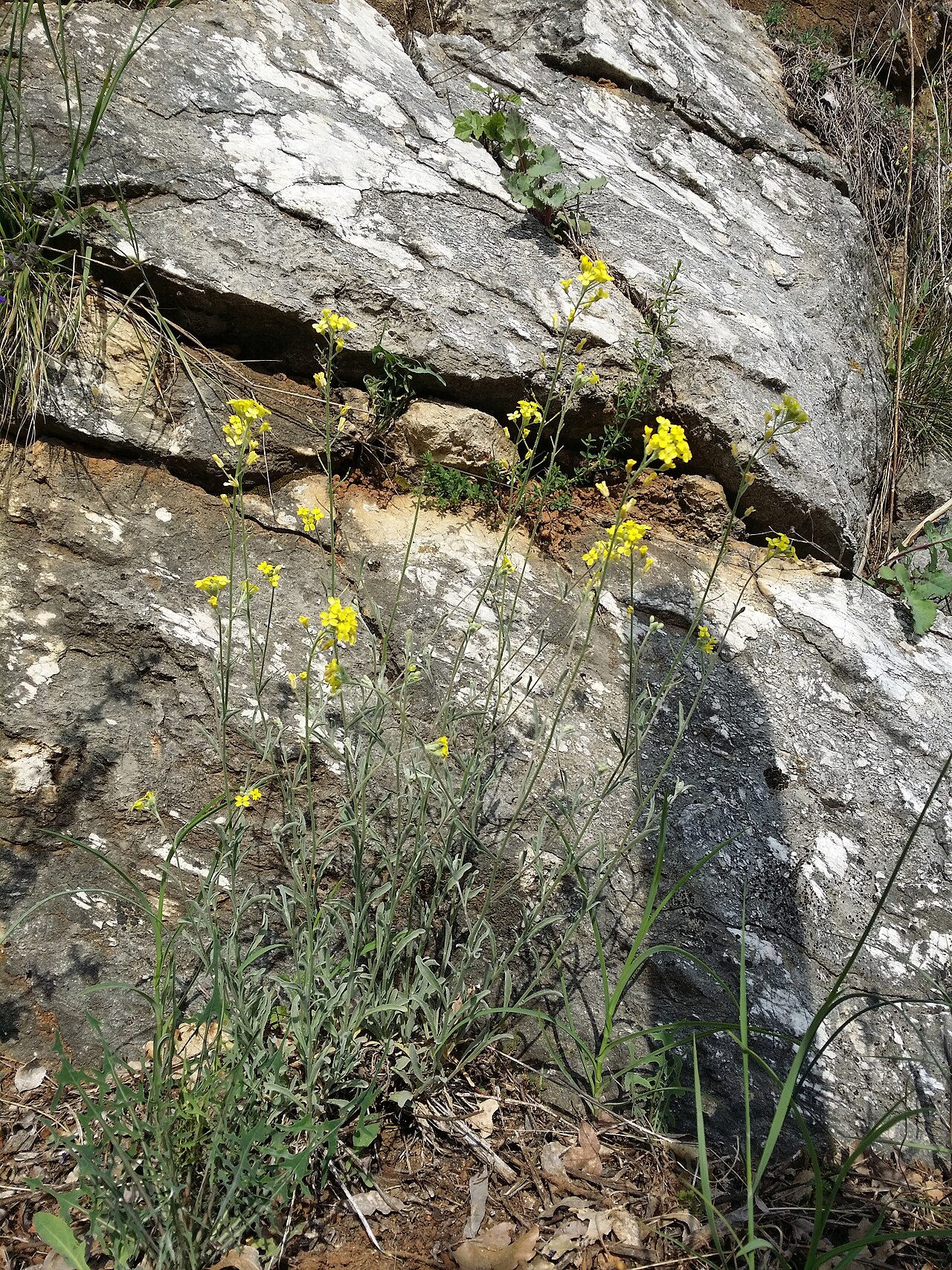 Aurinia sinuata: Habitus Taxonym: Alyssoides sinuata ss Rottensteiner: Exkursionsflora für Istrien ISBN 978-3-85328-067-6 Location: Vela Rika valley, community Draga Bašćanska,