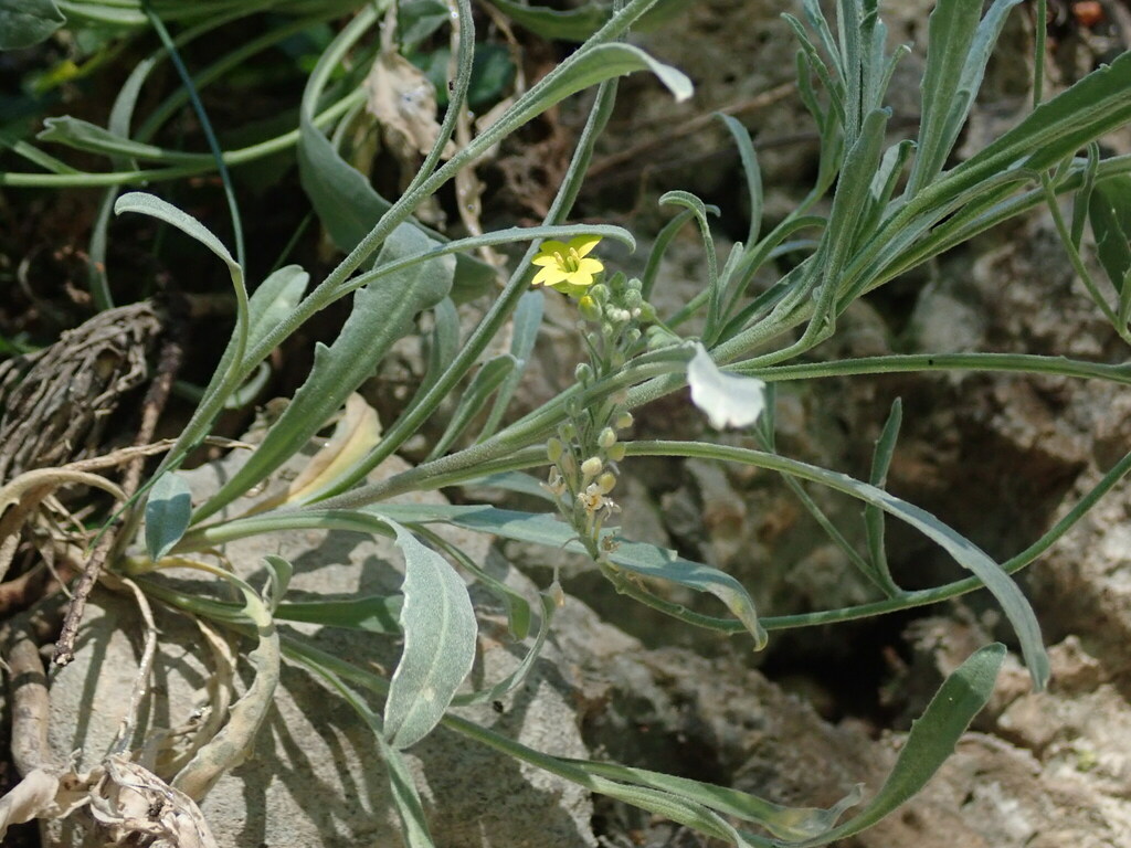 Aurinia sinuata (Aurinia sinuata)