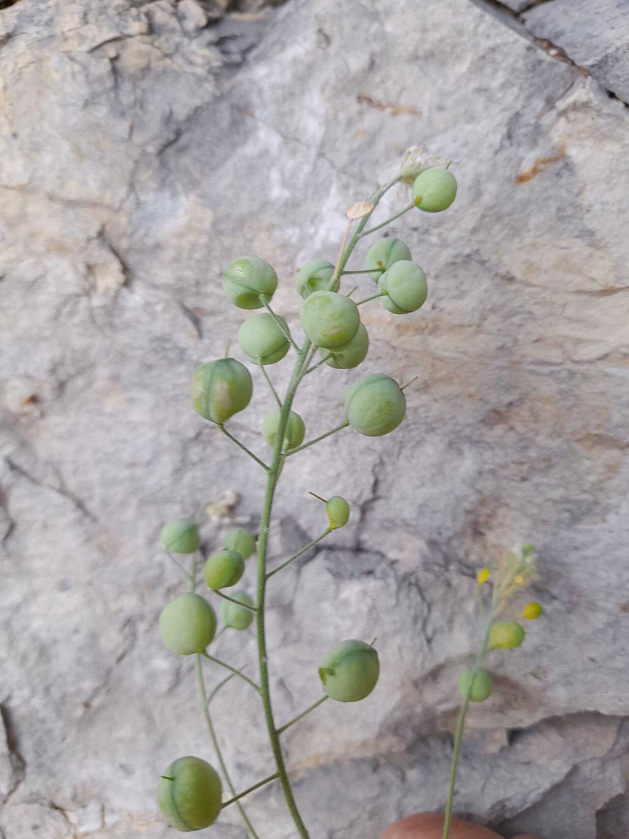 Aurinia sinuata: Plant in Split