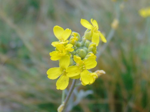 Aurinia sinuata (Aurinia sinuata)