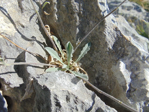 Aurinia sinuata (Aurinia sinuata)