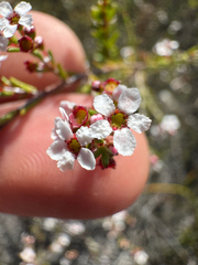 Austrobaeckea pygmaea (Austrobaeckea pygmaea)