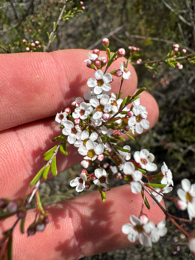Austrobaeckea pygmaea (Austrobaeckea pygmaea)