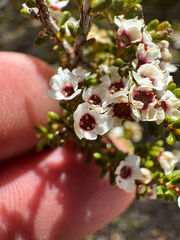 Austrobaeckea verrucosa (Austrobaeckea verrucosa)
