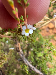 Austrobaeckea verrucosa (Austrobaeckea verrucosa)