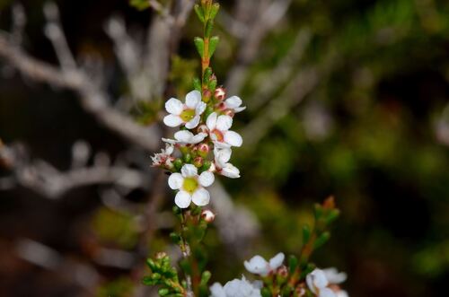 Austrobaeckea verrucosa (Austrobaeckea verrucosa)