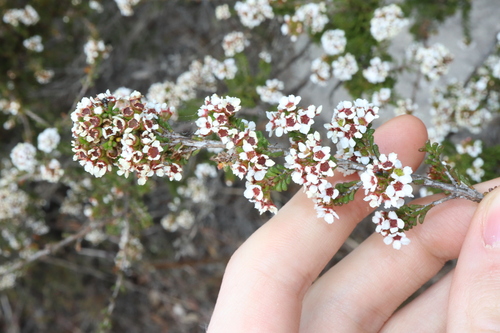 Austrobaeckea verrucosa (Austrobaeckea verrucosa)