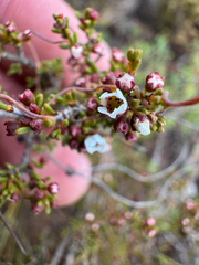 Austrobaeckea verrucosa (Austrobaeckea verrucosa)