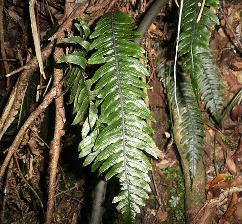 Lance water fern: Blechnum chambersii, pictured in North Island beech forest, New Zealand.