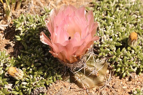 Austrocactus aonikenkensis: Austrocactus aonikenkensis in Argentina