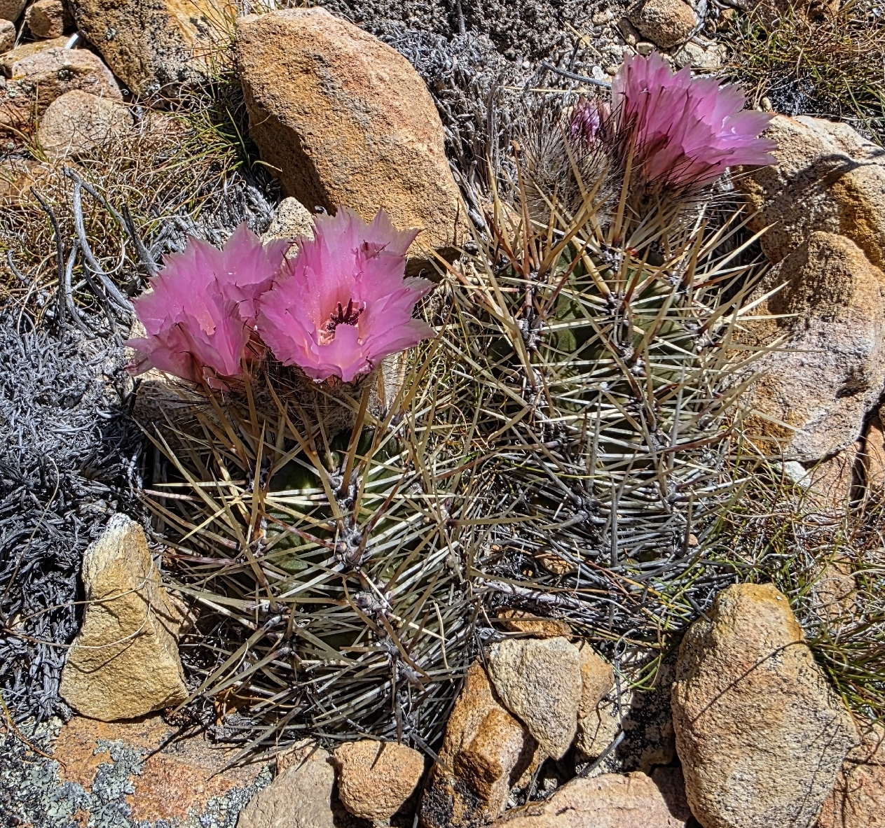 Austrocactus aonikenkensis: Austrocactus aonikenkensis in Argentina