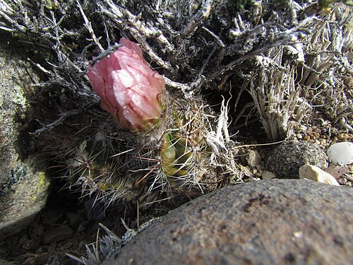 Austrocactus aonikenkensis: Austrocactus aonikenkensis in Argentina