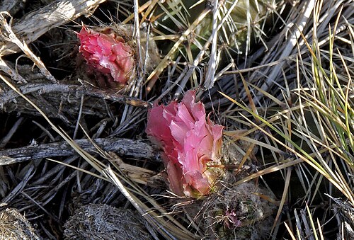 Austrocactus aonikenkensis: Austrocactus aonikenkensis in Argentina