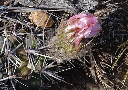Austrocactus aonikenkensis: Austrocactus aonikenkensis in Argentina