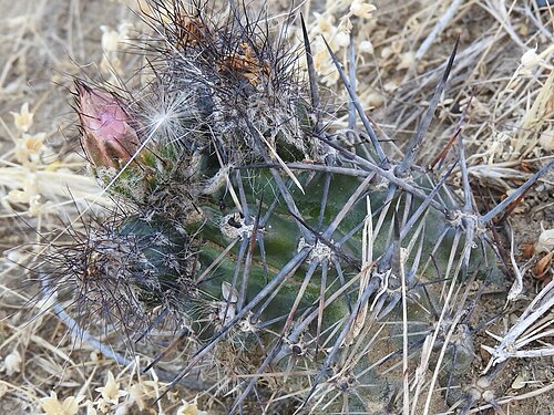 Austrocactus aonikenkensis: Austrocactus aonikenkensis in Argentina