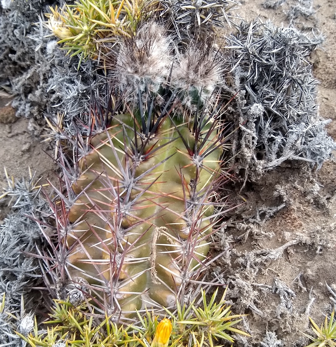 Austrocactus aonikenkensis: Austrocactus aonikenkensis in Argentina