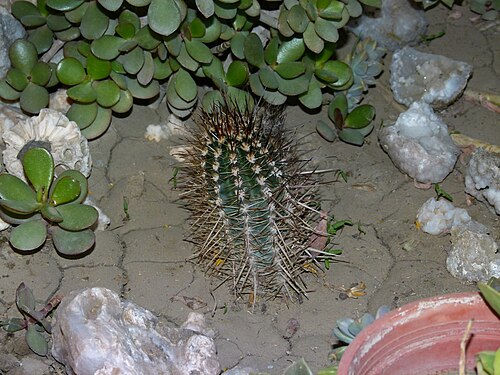 Austrocactus bertinii: Cactus patagónico. Nombre científico: Austrocactus bertinii. Ubicación original: cerca de Caleta Cordova - Comodoro Rivadavia - Chubut - Argentina