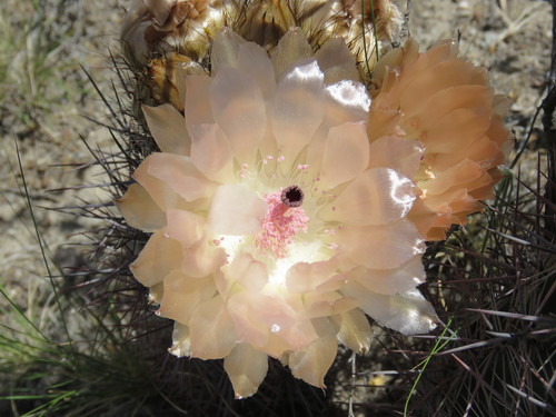 Austrocactus bertinii (Austrocactus bertinii)