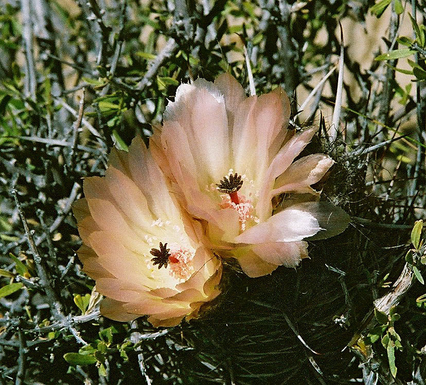 Austrocactus bertinii: One of the Cola de zorro cacti from the Patagonian steppes of Argentina. In context at www.dixpix.ca/sth_cordillera/flora/cacti_small/index.html