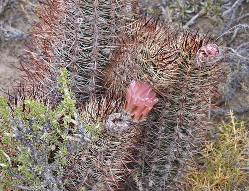 Austrocactus bertinii (Austrocactus bertinii)