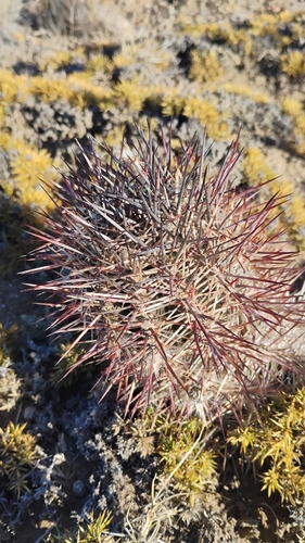 Austrocactus bertinii (Austrocactus bertinii)