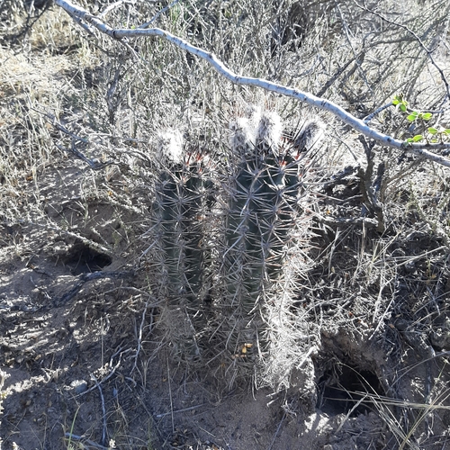 Austrocactus bertinii (Austrocactus bertinii)