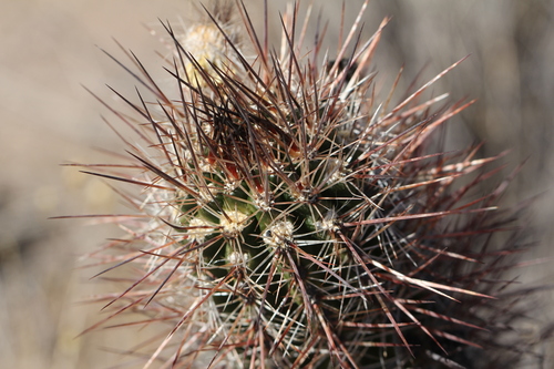 Austrocactus bertinii (Austrocactus bertinii)