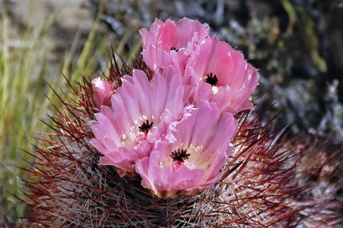 Austrocactus bertinii (Austrocactus bertinii)