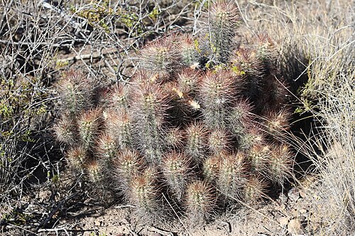 Austrocactus bertinii: Austrocactus bertinii in Argentina