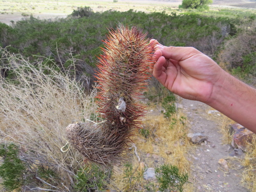 Austrocactus bertinii (Austrocactus bertinii)