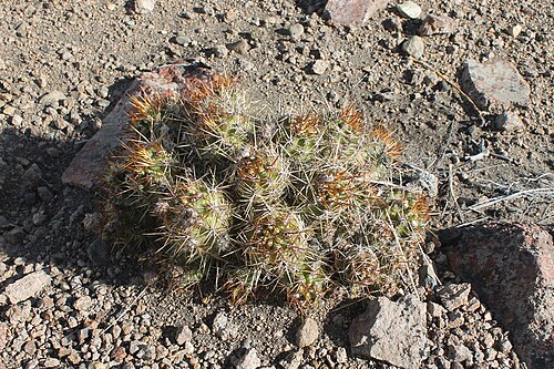 Austrocactus coxii: Austrocactus coxii in Argentina