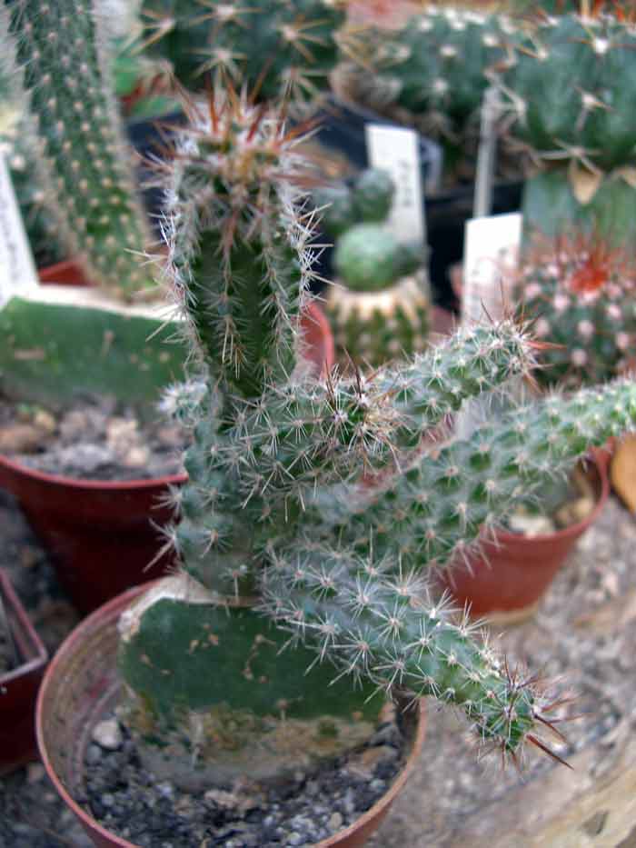 Austrocactus coxii: Austrocactus coxii