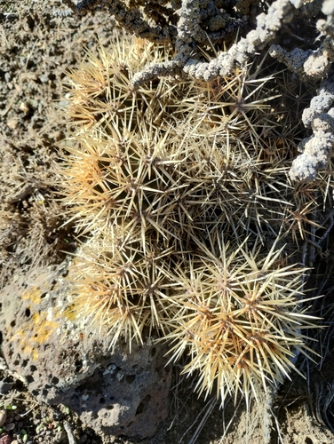 Austrocactus coxii (Austrocactus coxii)