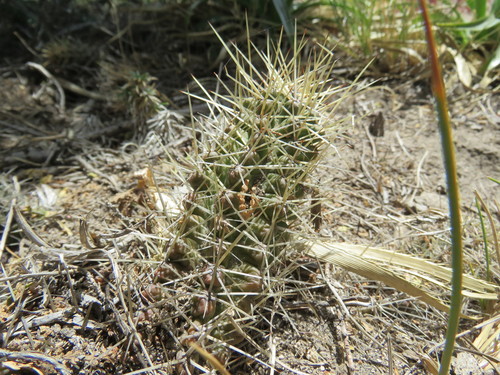 Austrocactus coxii (Austrocactus coxii)