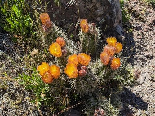Austrocactus coxii (Austrocactus coxii)