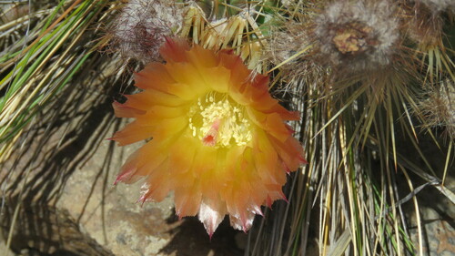 Austrocactus coxii (Austrocactus coxii)