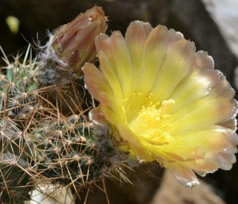 Austrocactus coxii: Flor Austrocactus coxii