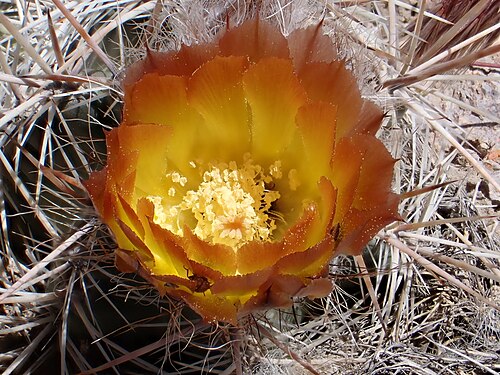 Austrocactus coxii: Austrocactus coxii in Argentina