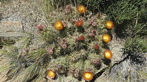 Austrocactus coxii: Austrocactus coxii in Argentina