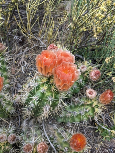 Austrocactus coxii (Austrocactus coxii)