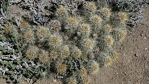 Austrocactus coxii: Austrocactus coxii in Argentina