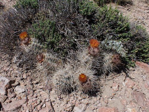 Austrocactus coxii (Austrocactus coxii)