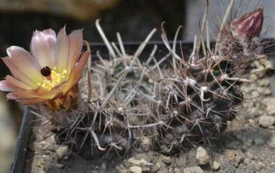 Austrocactus ferrarii: Flor Austrocactus ferrarii