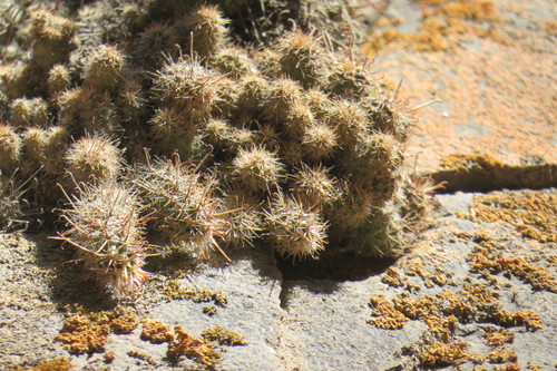Austrocactus ferrarii (Austrocactus ferrarii)