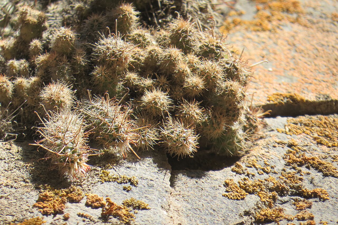 Austrocactus ferrarii: Austrocactus ferrarii in Argentina