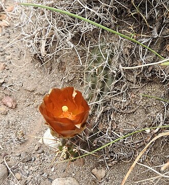 Austrocactus hibernus: Austrocactus hibernus in Argentina