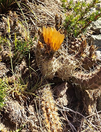 Austrocactus hibernus: Austrocactus hibernus in Chile