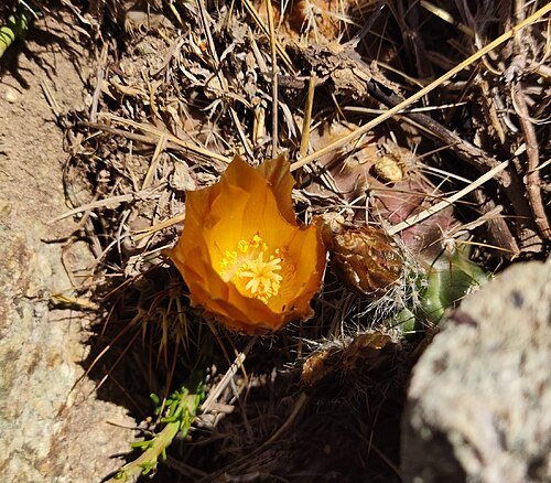 Austrocactus hibernus: Austrocactus hibernus in Chile