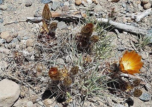Austrocactus hibernus: Austrocactus hibernus in Argentina