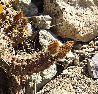 Austrocactus hibernus: Austrocactus hibernus in Chile